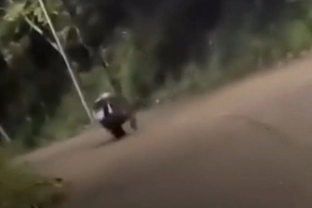 carro é perseguido por hipopótamo na Colômbia