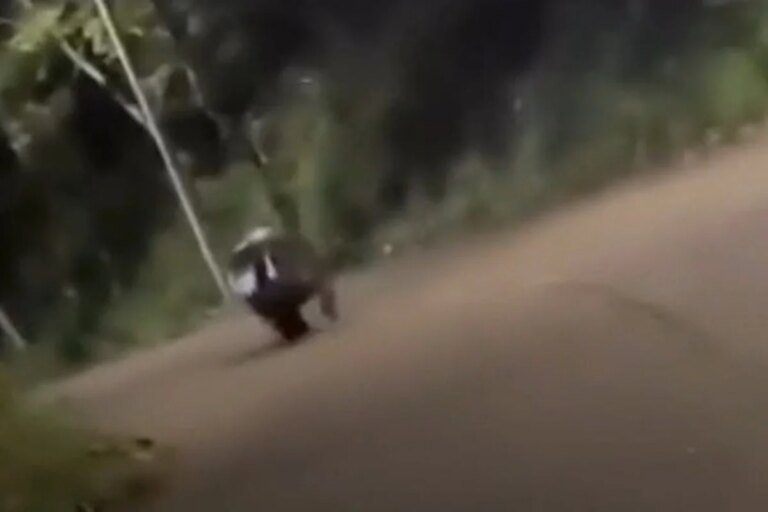 carro é perseguido por hipopótamo na Colômbia