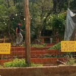 Polícia desmantela plantação de cannabis medicinal em Itupeva