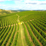 Café: Produtores enfrentam queda no poder de compra de fertilizantes