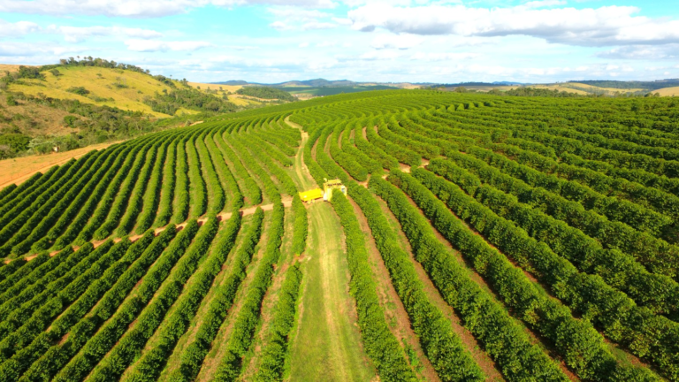 Café: Produtores enfrentam queda no poder de compra de fertilizantes