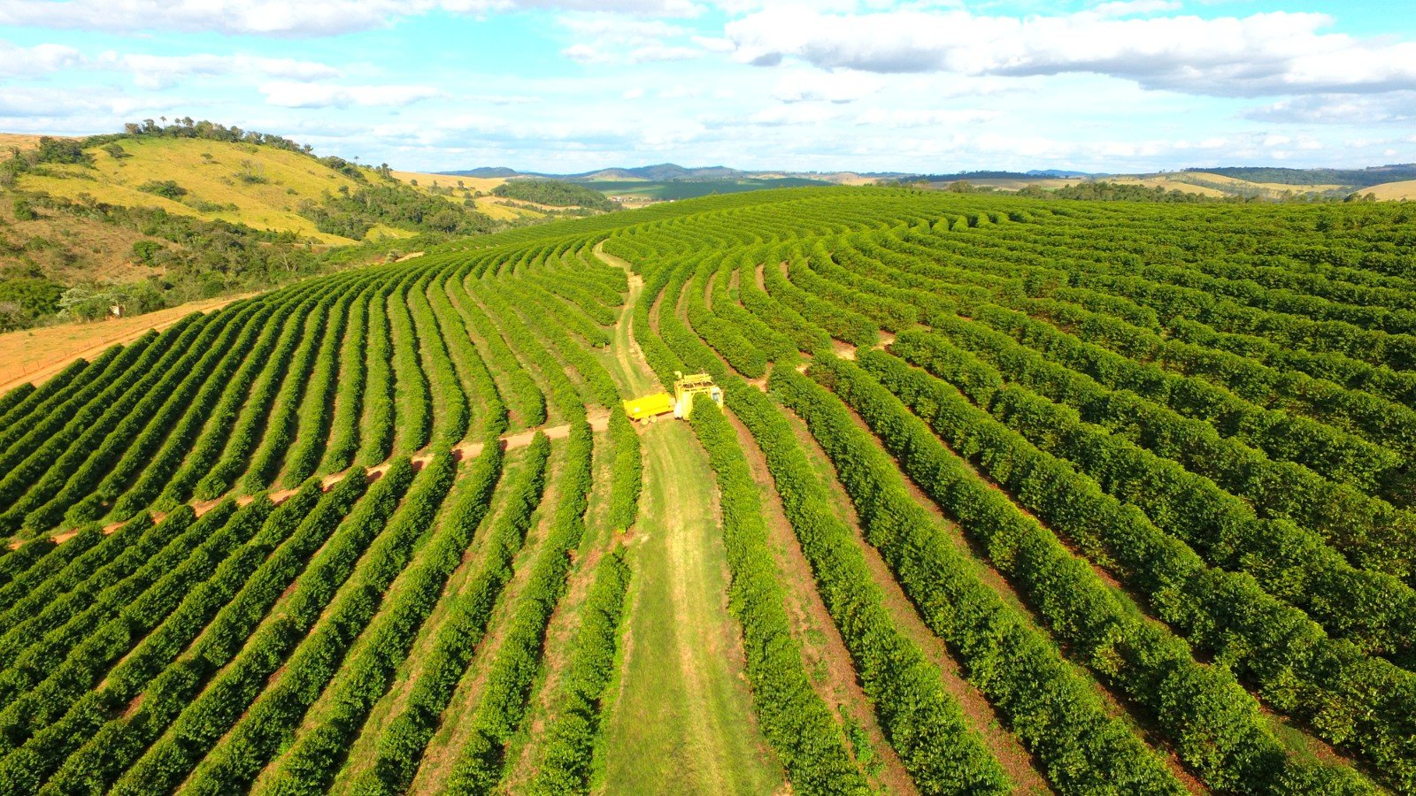 Café: Produtores enfrentam queda no poder de compra de fertilizantes