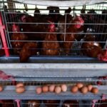 China intensifica importação de frango brasileiro com preços baixos
