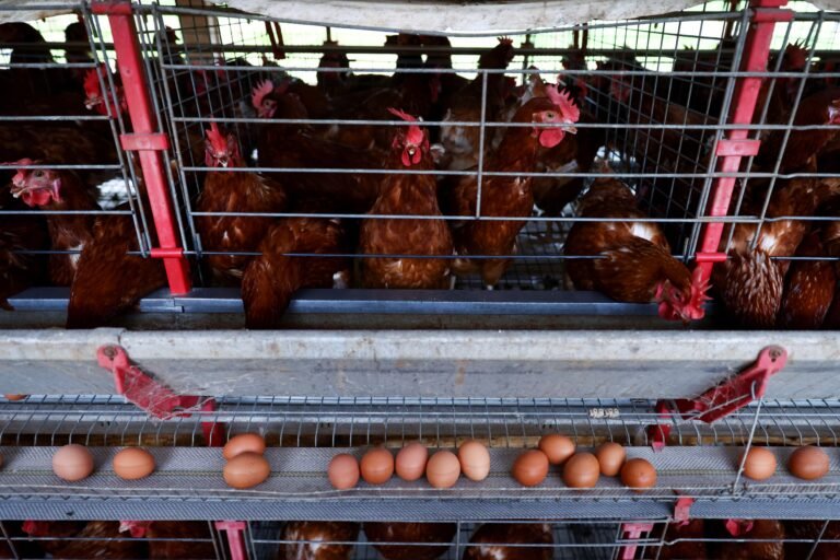 China intensifica importação de frango brasileiro com preços baixos