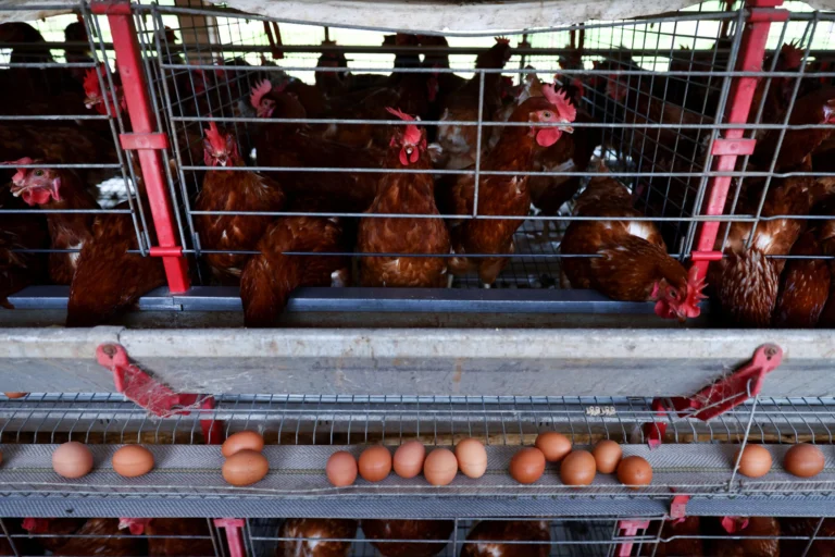 China intensifica importação de frango brasileiro com preços baixos