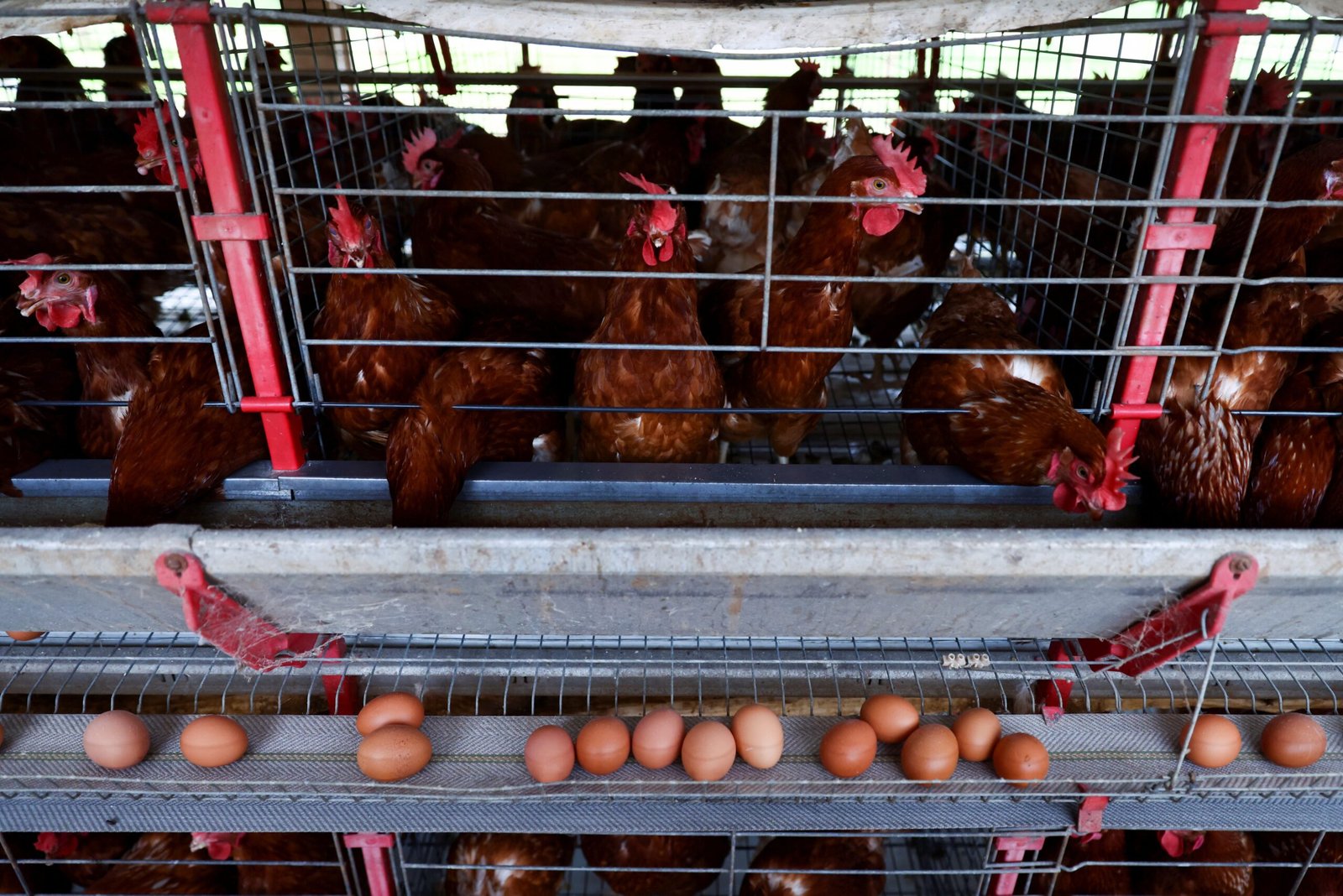 China intensifica importação de frango brasileiro com preços baixos